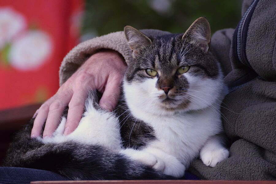 close up photo of a brown and white cat; Pet therapy for seniors